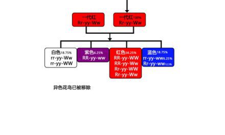 動物森友會-三色堇雜交圖譜